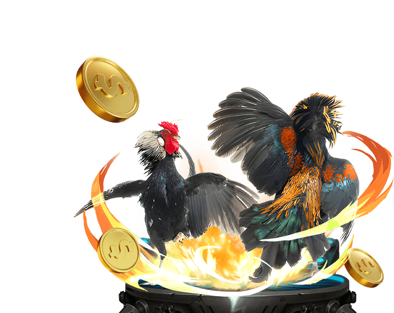 Đá gà cựa sắt với sức mạnh và độ bền bỉ