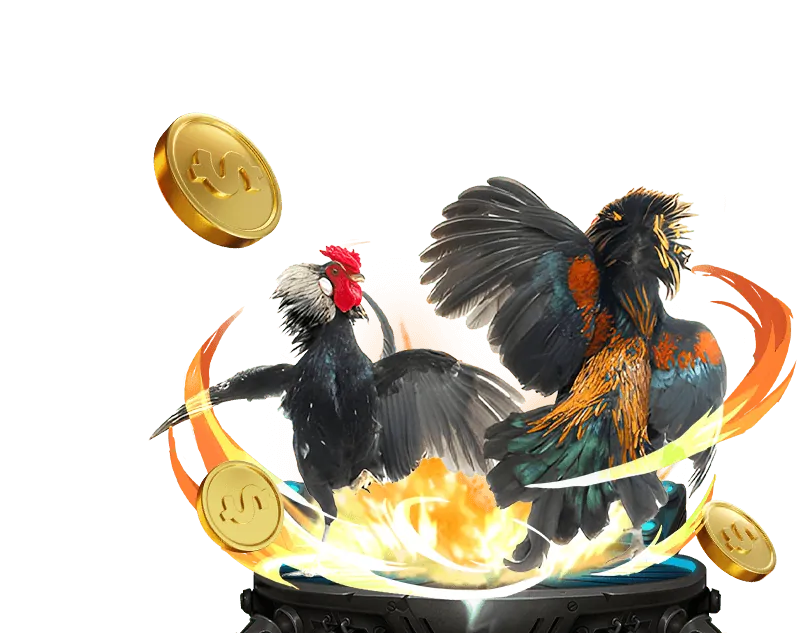 Đá gà cựa sắt với sức mạnh và độ bền bỉ